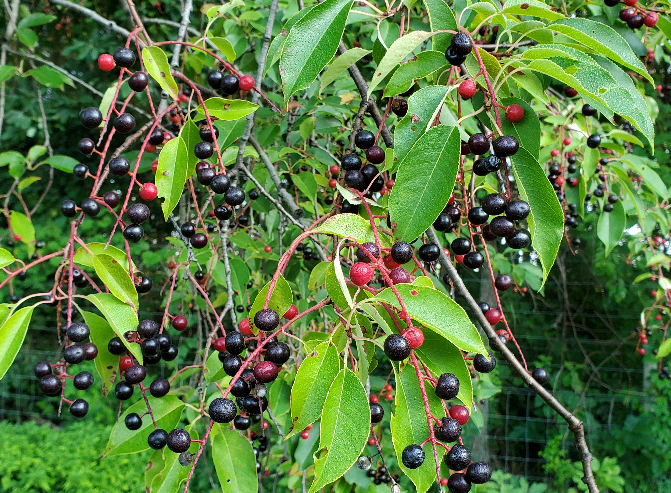 Ripening black cherries.